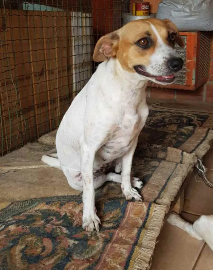 Cachorro ra a SRD idade 1 ano nome Patinha ??