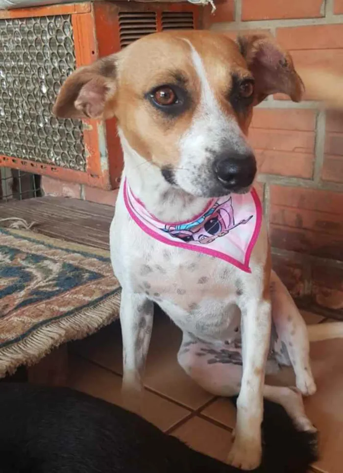 Cachorro ra a SRD idade 1 ano nome Patinha ??