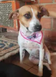Patinha ??