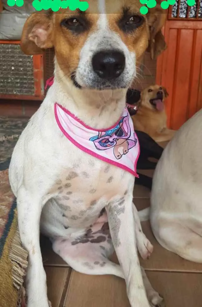 Cachorro ra a SRD idade 1 ano nome Patinha ??