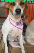 Patinha ??