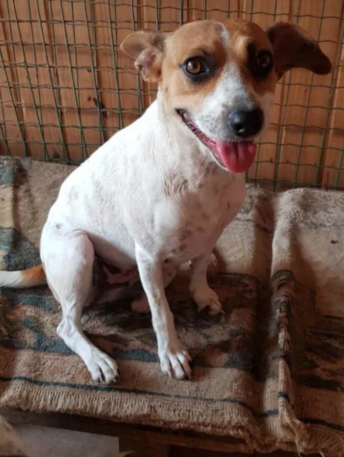 Cachorro ra a SRD idade 1 ano nome Patinha ??