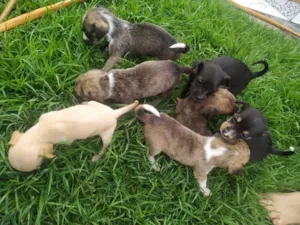 Cachorro raça Shih Tzu  idade Abaixo de 2 meses nome Diversos