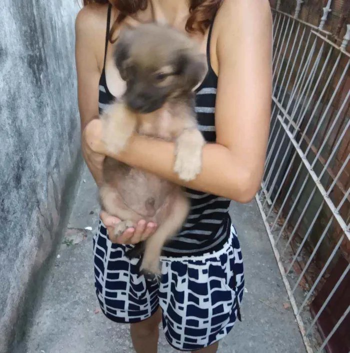 Cachorro raça Sem raça definida idade 2 a 6 meses nome Sem nome