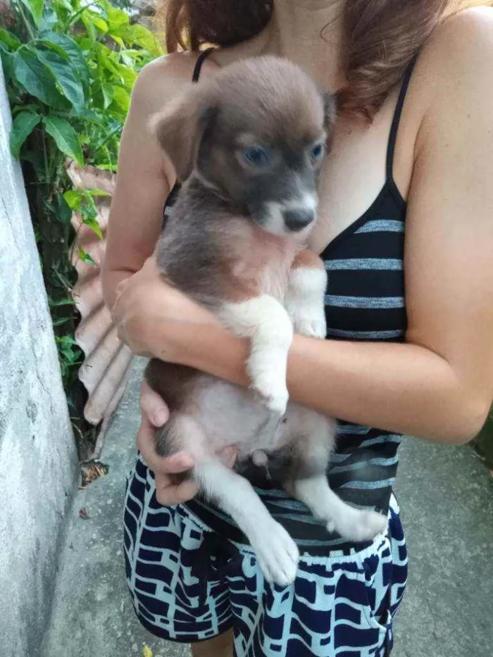 Cachorro raça Sem raça definida idade 2 a 6 meses nome Sem nome