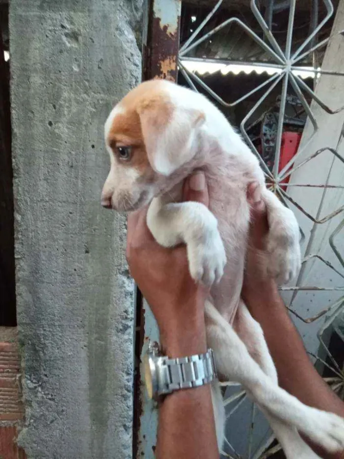 Cachorro raça Sem raça definida idade 2 a 6 meses nome Sem nome