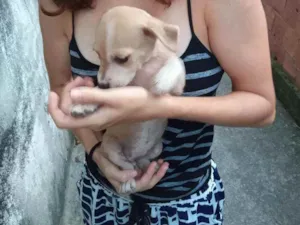 Cachorro raça Sem raça definida idade 2 a 6 meses nome Sem nome