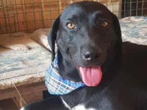 Cachorro raça Mix de Labrador idade 3 anos nome GOSMINHA