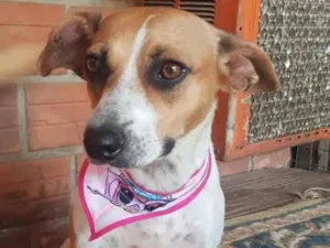 Cachorro raça SRD idade 1 ano nome Patinha ??