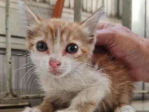 Gato raça SRD idade Abaixo de 2 meses nome Riley