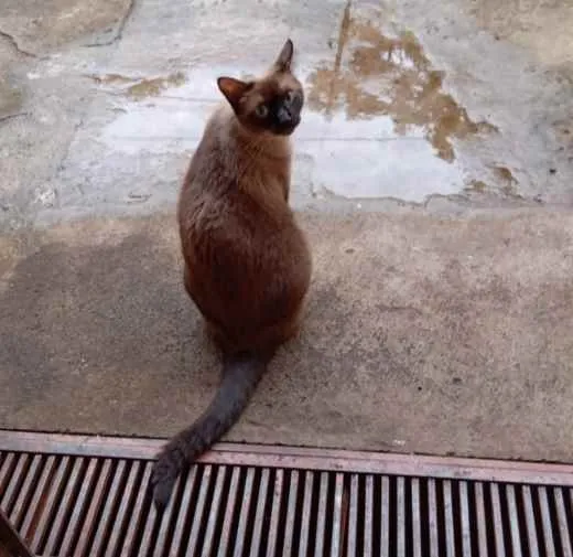 Gato ra a Siamês idade 3 anos nome Titi