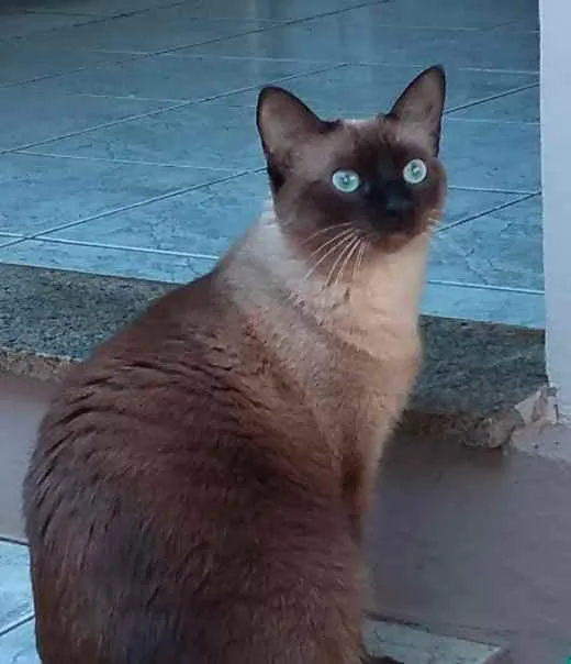 Gato ra a Siamês idade 3 anos nome Titi