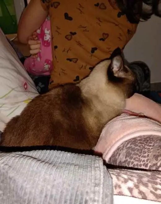 Gato ra a Siamês idade 3 anos nome Titi