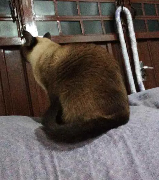 Gato ra a Siamês idade 3 anos nome Titi