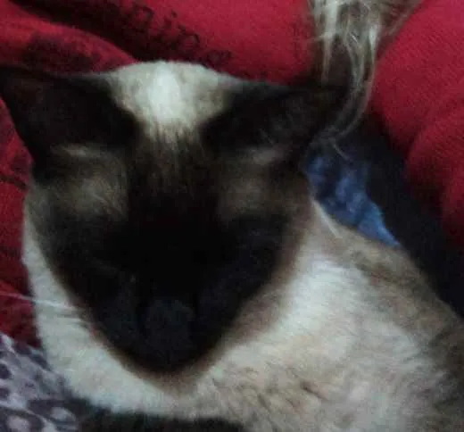 Gato ra a Siamês idade 3 anos nome Titi