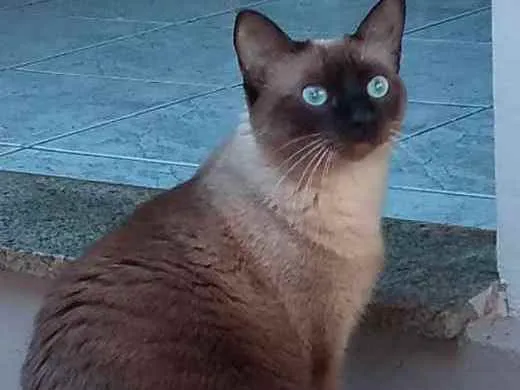 Gato ra a Siamês idade 3 anos nome Titi