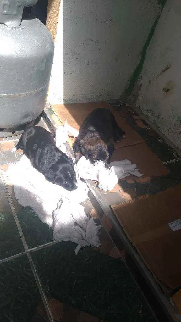 Cachorro ra a SRD idade 2 a 6 meses nome Filhotes