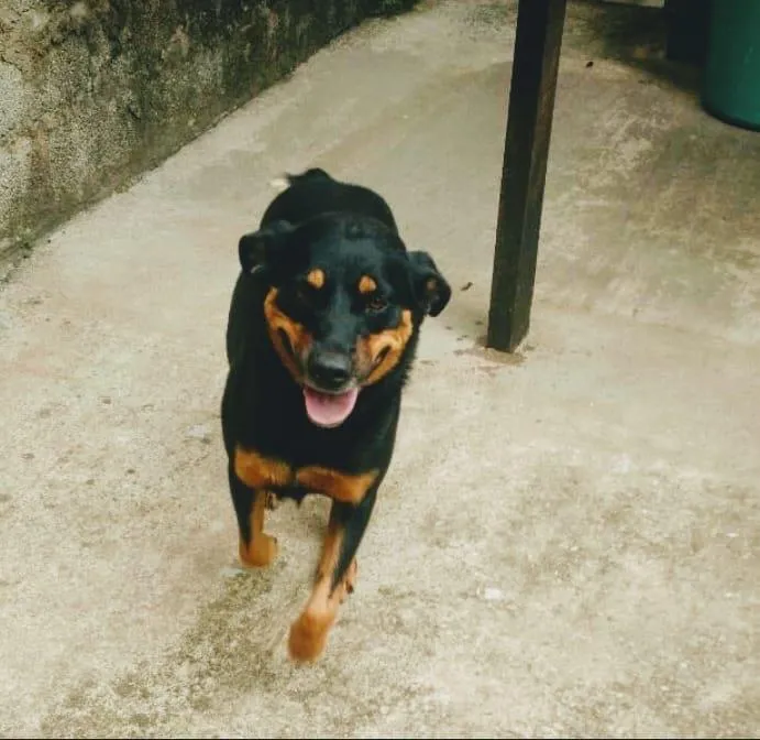 Cachorro ra a Rottweiler idade 6 ou mais anos nome Malu