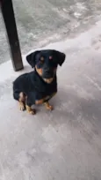 Malu
