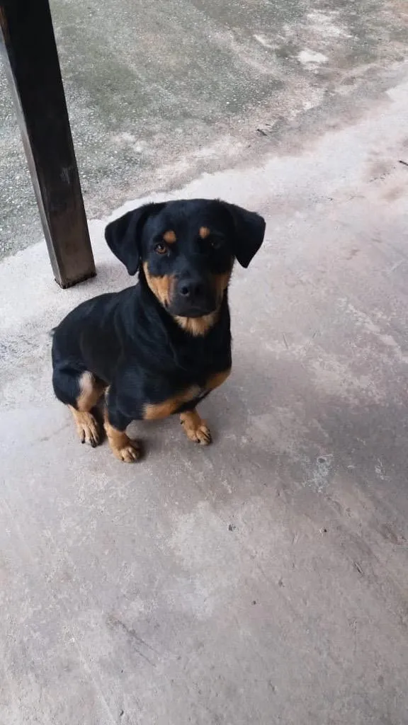 Cachorro ra a Rottweiler idade 6 ou mais anos nome Malu