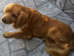 Cachorro raça Golden com vira-lata idade 6 ou mais anos nome Max