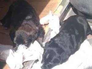 Cachorro raça SRD idade 2 a 6 meses nome Filhotes