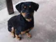 Malu