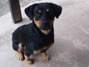 Cachorro raça Rottweiler idade 6 ou mais anos nome Malu