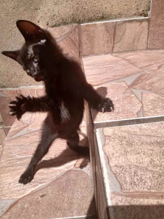Gato ra a Raça não identificada  idade 2 a 6 meses nome Baby 1