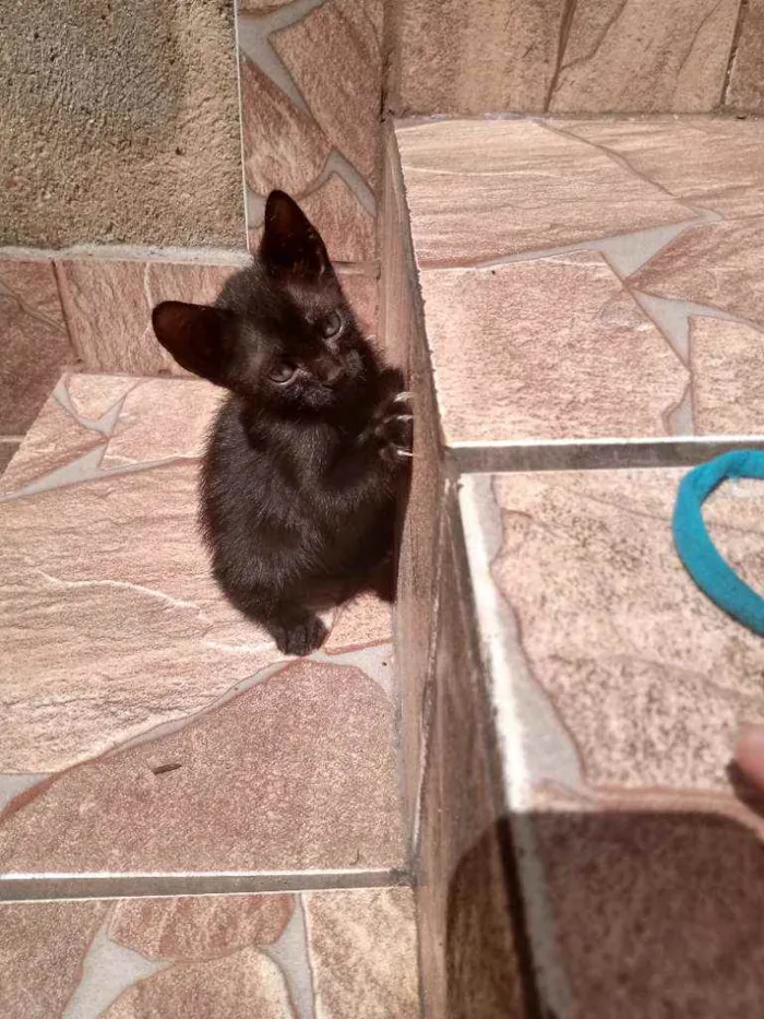Gato ra a Raça não identificada  idade 2 a 6 meses nome Baby 1