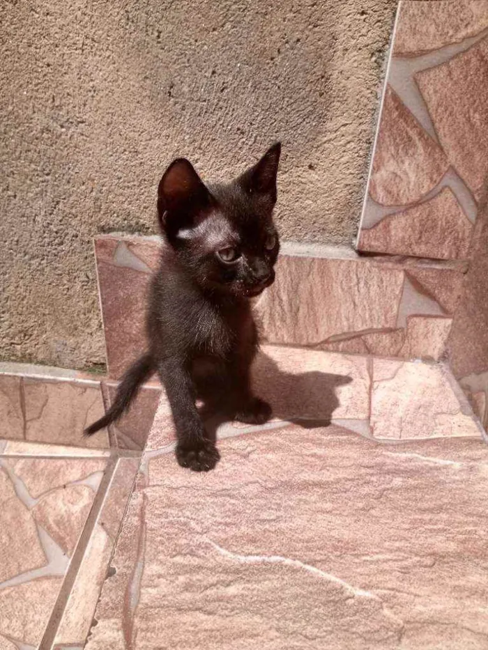 Gato ra a Raça não identificada  idade 2 a 6 meses nome Baby 1