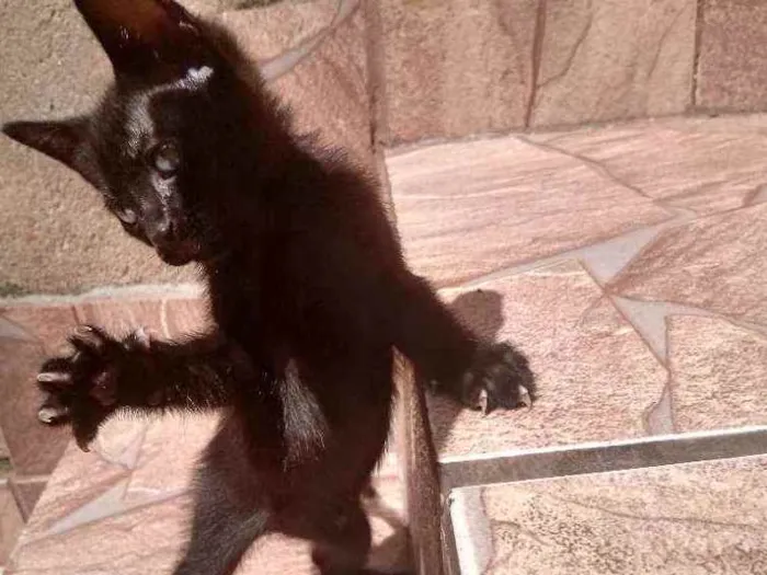 Gato ra a Raça não identificada  idade 2 a 6 meses nome Baby 1