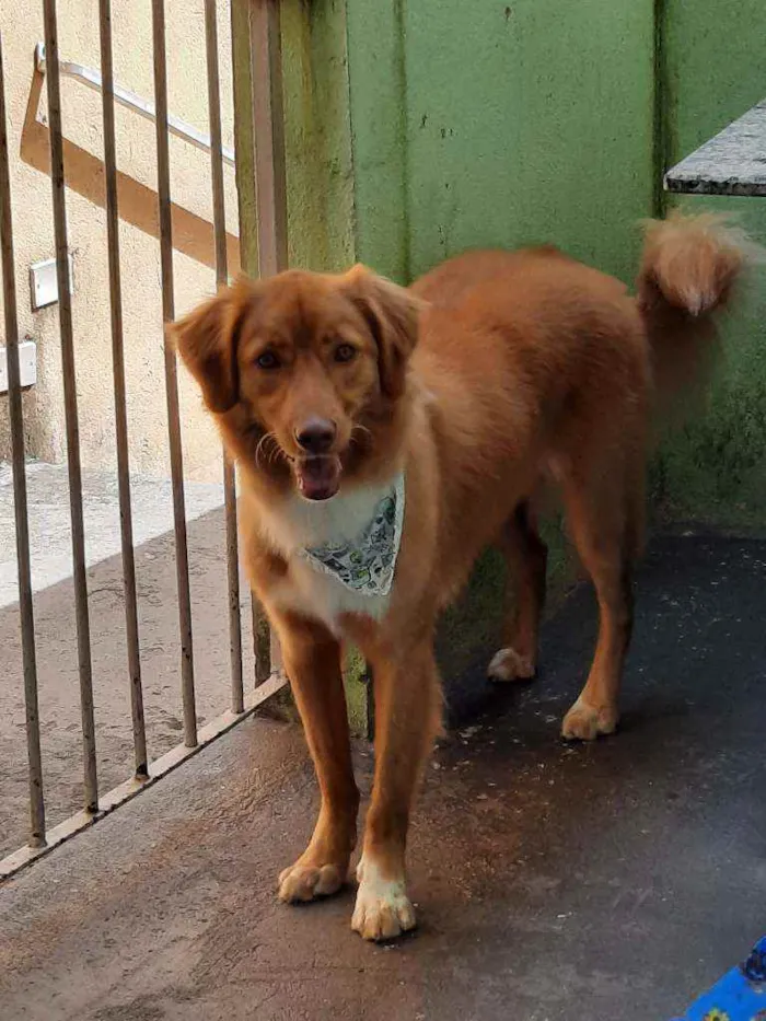 Cachorro raça SRD ( mistura de Golden e vira idade 2 anos nome Mark