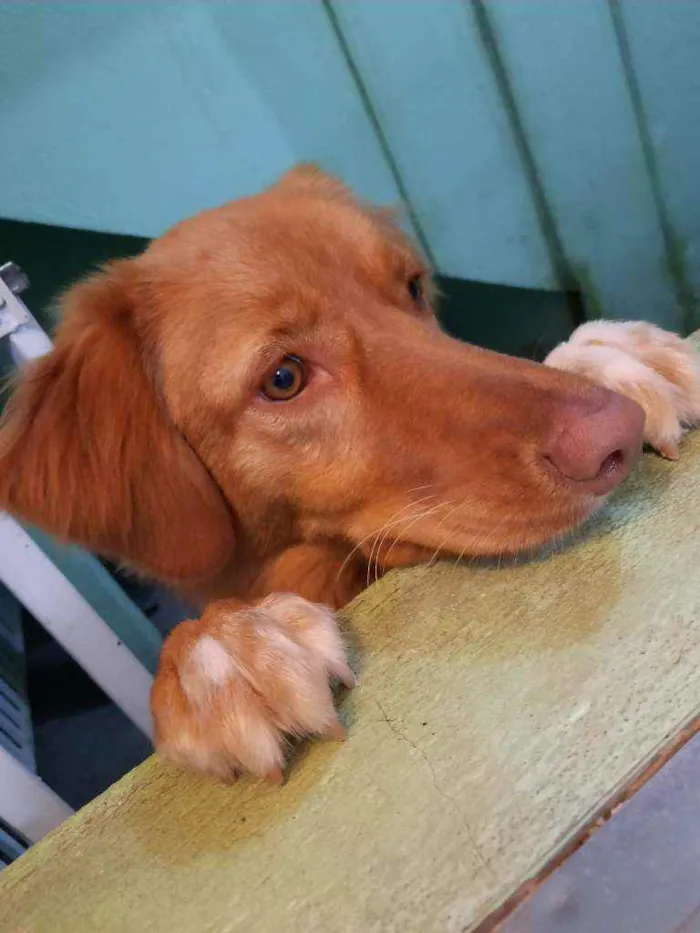 Cachorro raça SRD ( mistura de Golden e vira idade 2 anos nome Mark