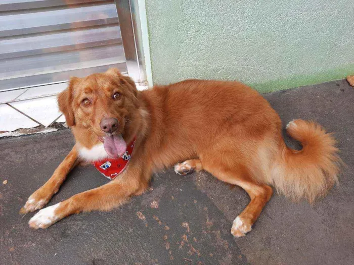 Cachorro raça SRD ( mistura de Golden e vira idade 2 anos nome Mark
