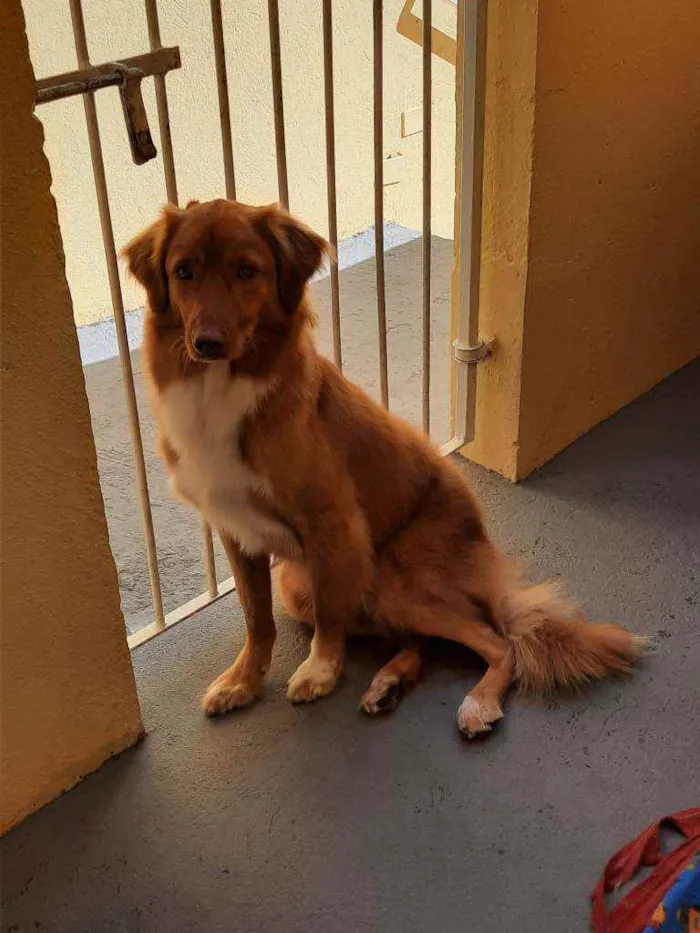 Cachorro raça SRD ( mistura de Golden e vira idade 2 anos nome Mark