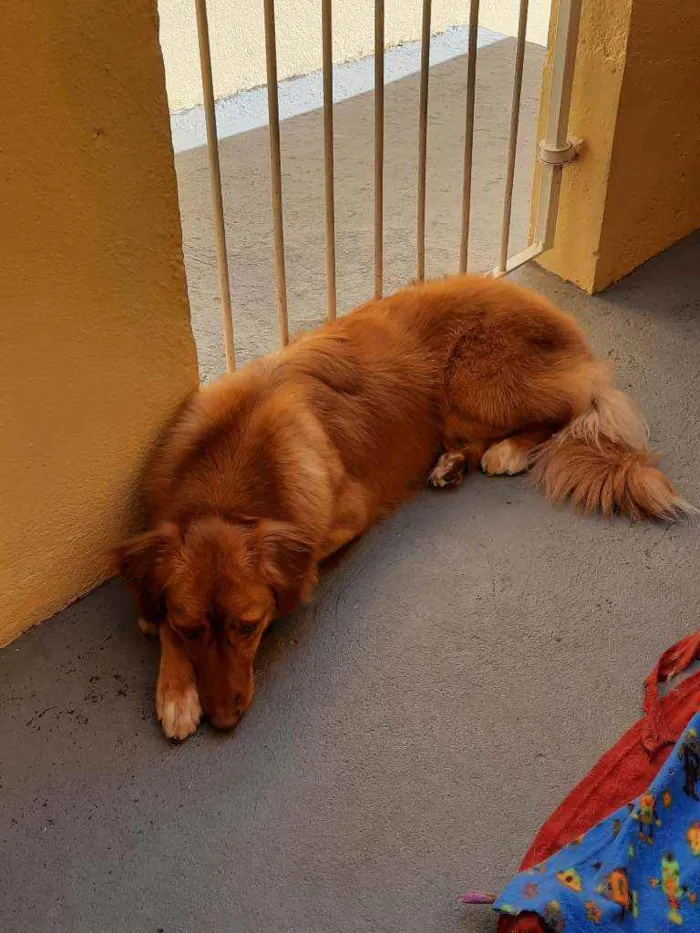 Cachorro raça SRD ( mistura de Golden e vira idade 2 anos nome Mark