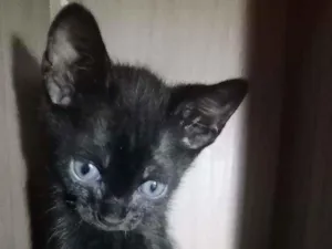 Gato raça Raça não identificada  idade 2 a 6 meses nome Baby 1
