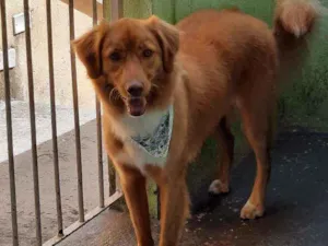 Cachorro raça SRD ( mistura de Golden e vira idade 2 anos nome Mark