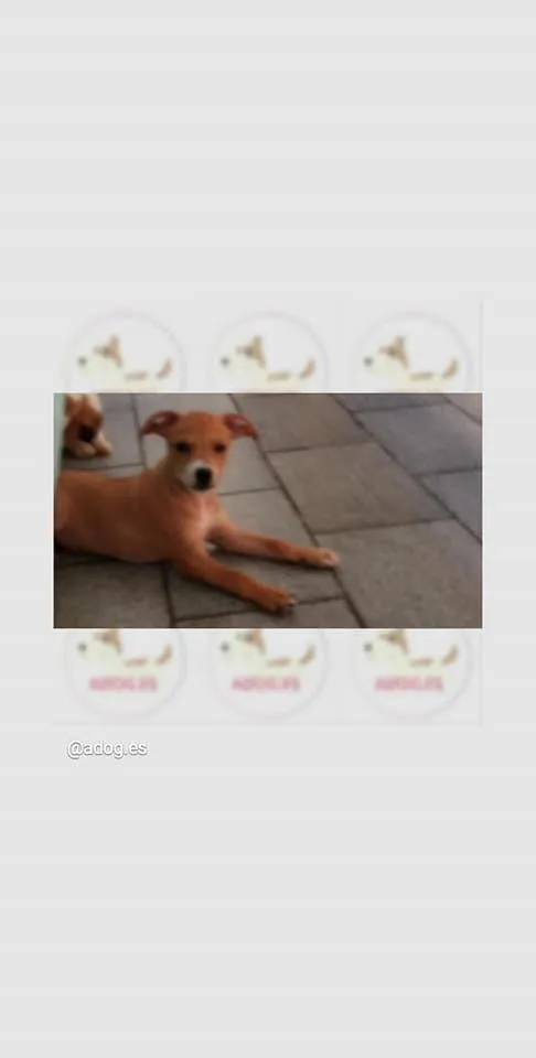 Cachorro raça SRD-ViraLata idade 2 a 6 meses nome -