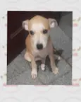 Cachorro raça SRD-ViraLata idade 2 a 6 meses nome -
