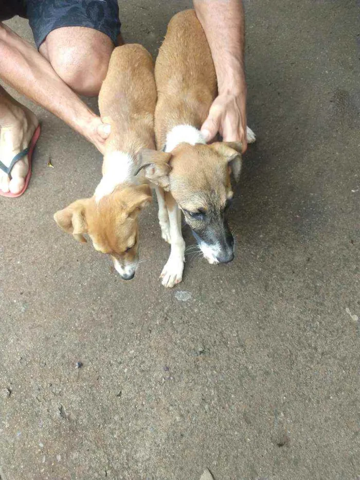 Cachorro ra a Desconhecida idade 2 a 6 meses nome Sem nome