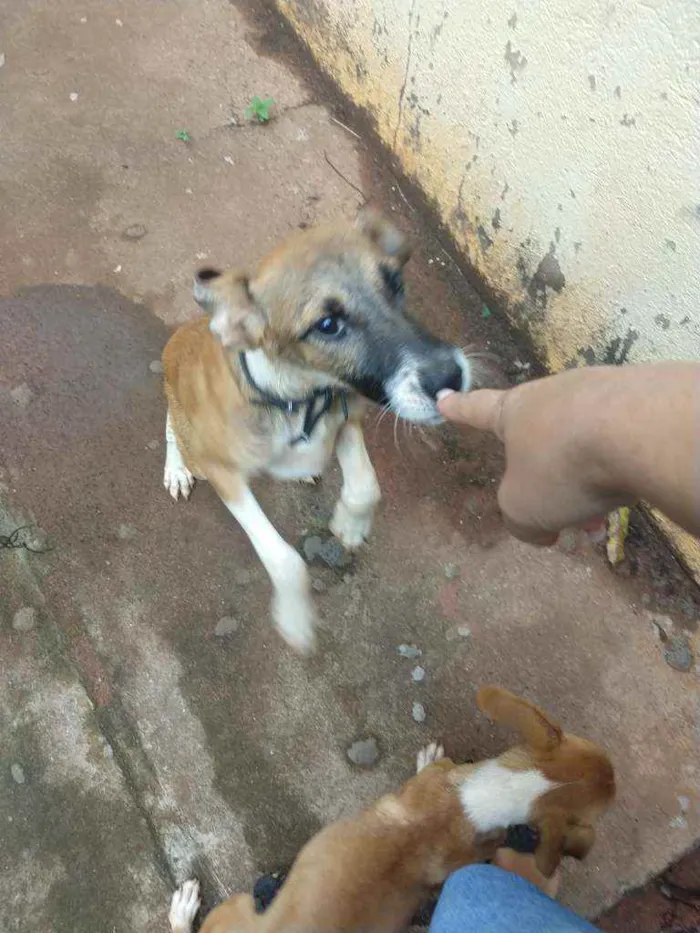 Cachorro ra a Desconhecida idade 2 a 6 meses nome Sem nome