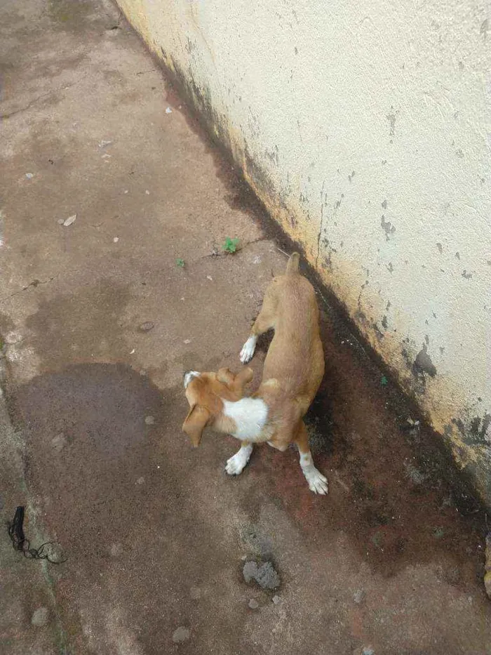 Cachorro ra a Desconhecida idade 2 a 6 meses nome Sem nome