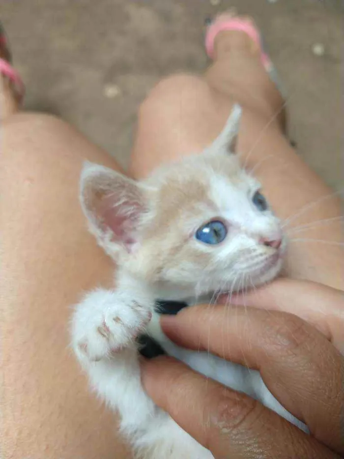 Gato ra a Desconhecida idade 2 a 6 meses nome Não possuí nome