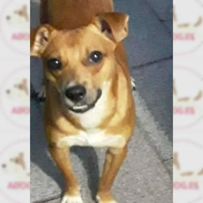 Cachorro ra a SRD-ViraLata idade 2 anos nome CHEIROSO