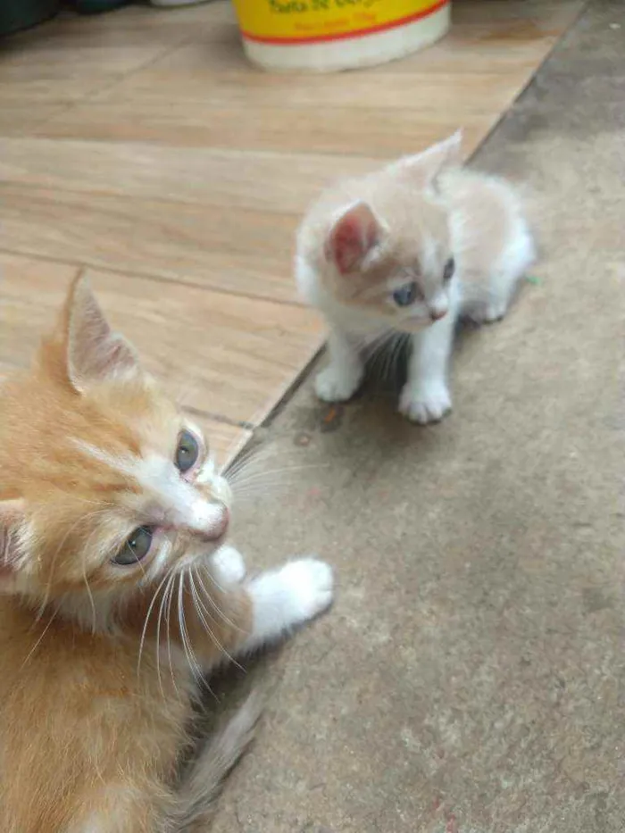 Gato ra a Desconhecida idade 2 a 6 meses nome Não possuí nome