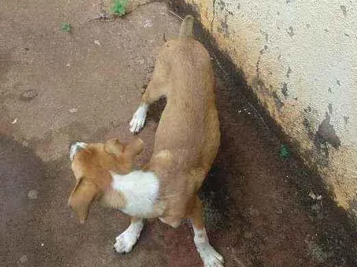 Cachorro ra a Desconhecida idade 2 a 6 meses nome Sem nome