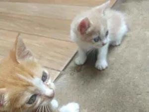 Gato raça Desconhecida idade 2 a 6 meses nome Não possuí nome