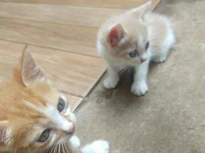 Gato ra a Desconhecida idade 2 a 6 meses nome Não possuí nome